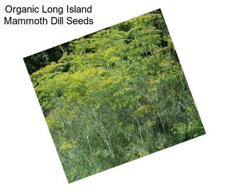Organic Long Island Mammoth Dill Seeds