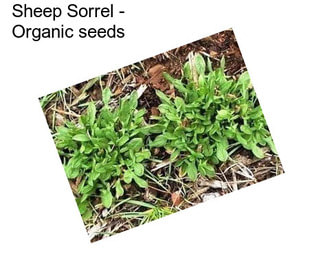 Sheep Sorrel - Organic seeds