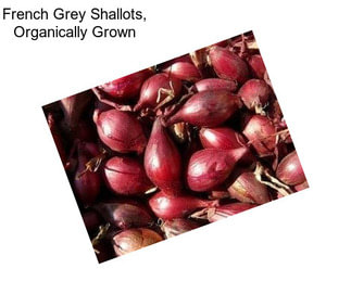 French Grey Shallots, Organically Grown