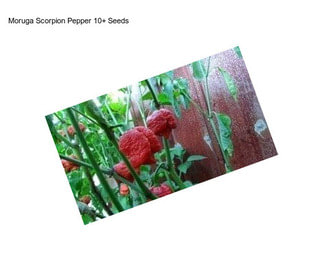Moruga Scorpion Pepper 10+ Seeds