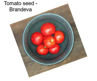 Tomato seed - Brandeva