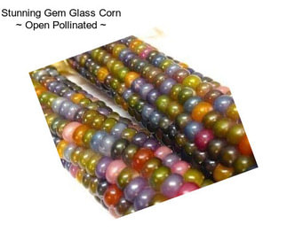 Stunning Gem Glass Corn ~ Open Pollinated ~