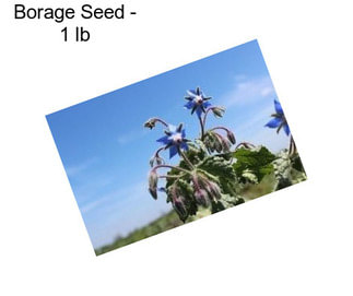 Borage Seed - 1 lb