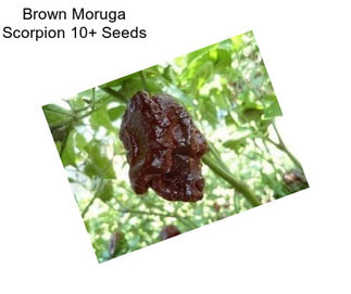 Brown Moruga Scorpion 10+ Seeds