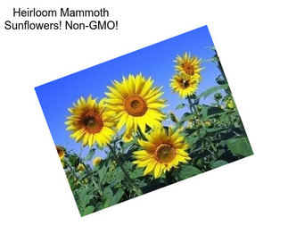 Heirloom Mammoth Sunflowers! Non-GMO!
