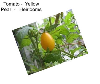 Tomato -  Yellow Pear  -   Heirlooms