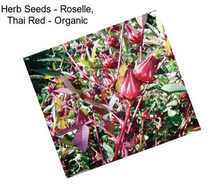 Herb Seeds - Roselle, Thai Red - Organic