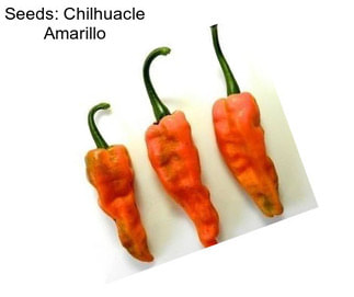 Seeds: Chilhuacle Amarillo
