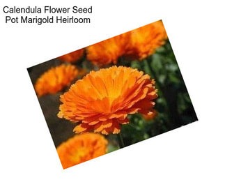 Calendula Flower Seed Pot Marigold Heirloom