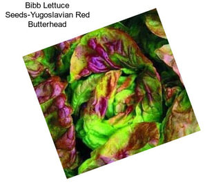 Bibb Lettuce Seeds-Yugoslavian Red Butterhead