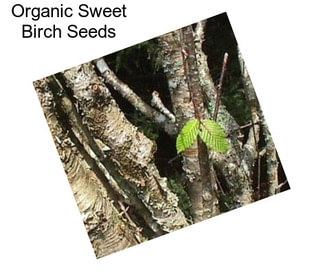 Organic Sweet Birch Seeds