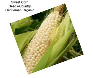 Sweet Corn Seeds-Country Gentleman-Organic