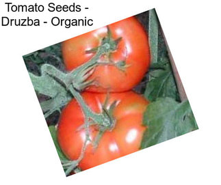 Tomato Seeds - Druzba - Organic