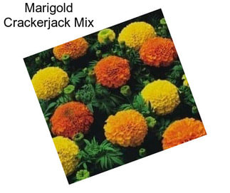 Marigold Crackerjack Mix