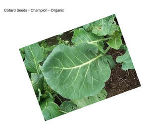 Collard Seeds - Champion - Organic