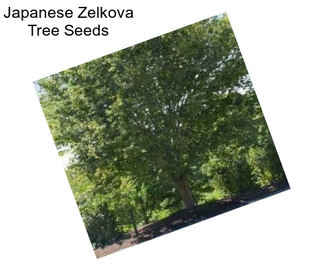 Japanese Zelkova Tree Seeds