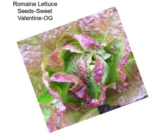 Romaine Lettuce Seeds-Sweet Valentine-OG