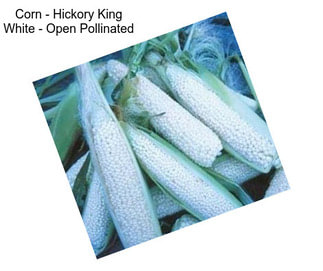 Corn - Hickory King White - Open Pollinated