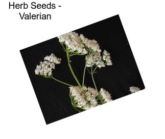 Herb Seeds - Valerian