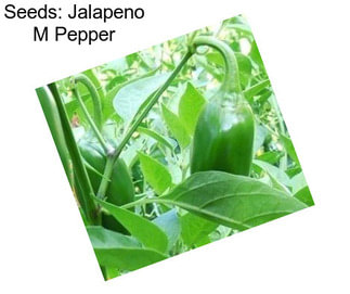 Seeds: Jalapeno M Pepper