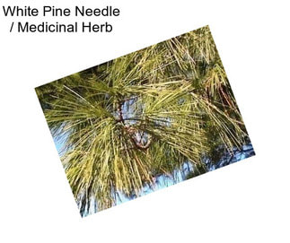 White Pine Needle / Medicinal Herb