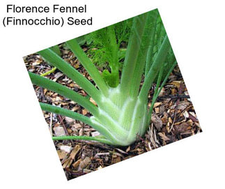Florence Fennel  (Finnocchio) Seed