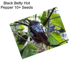 Black Betty Hot Pepper 10+ Seeds