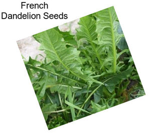French Dandelion Seeds