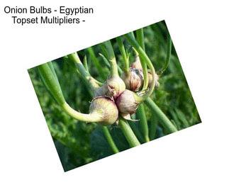 Onion Bulbs - Egyptian Topset Multipliers -
