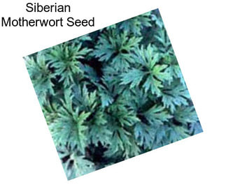 Siberian Motherwort Seed