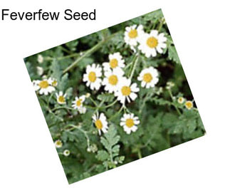 Feverfew Seed