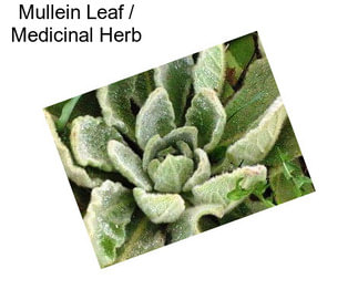 Mullein Leaf / Medicinal Herb