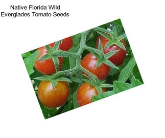 Native Florida Wild Everglades Tomato Seeds