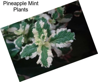 Pineapple Mint Plants