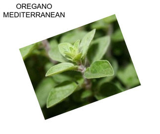 OREGANO MEDITERRANEAN