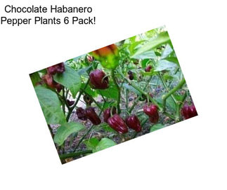 Chocolate Habanero Pepper Plants 6 Pack!