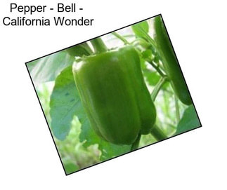 Pepper - Bell -  California Wonder