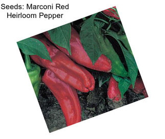 Seeds: Marconi Red Heirloom Pepper