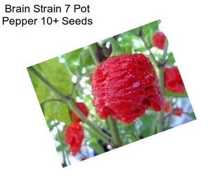 Brain Strain 7 Pot Pepper 10+ Seeds