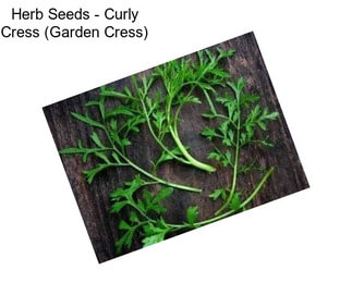 Herb Seeds - Curly Cress (Garden Cress)