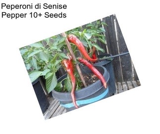Peperoni di Senise Pepper 10+ Seeds