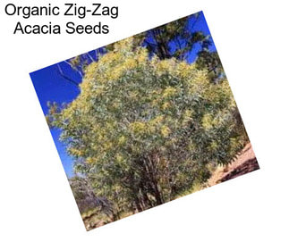 Organic Zig-Zag Acacia Seeds