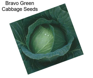 Bravo Green Cabbage Seeds