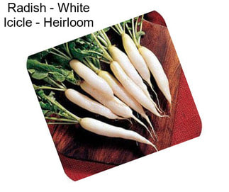 Radish - White Icicle - Heirloom