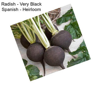 Radish - Very Black Spanish - Heirloom