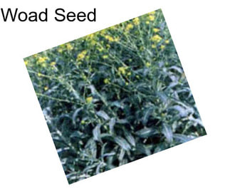 Woad Seed