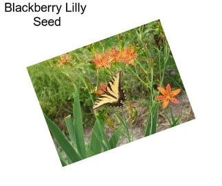 Blackberry Lilly  Seed