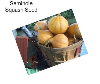Seminole Squash Seed