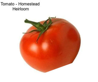 Tomato - Homestead  Heirloom