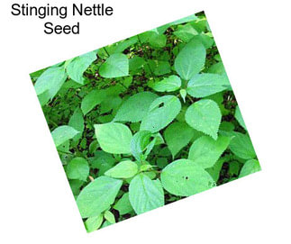 Stinging Nettle Seed